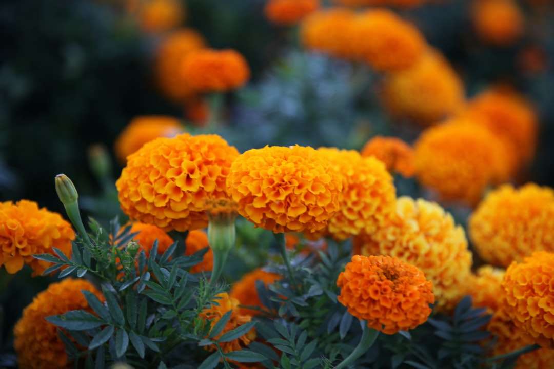 Orange Blüten mit grünen Blättern Online-Puzzle