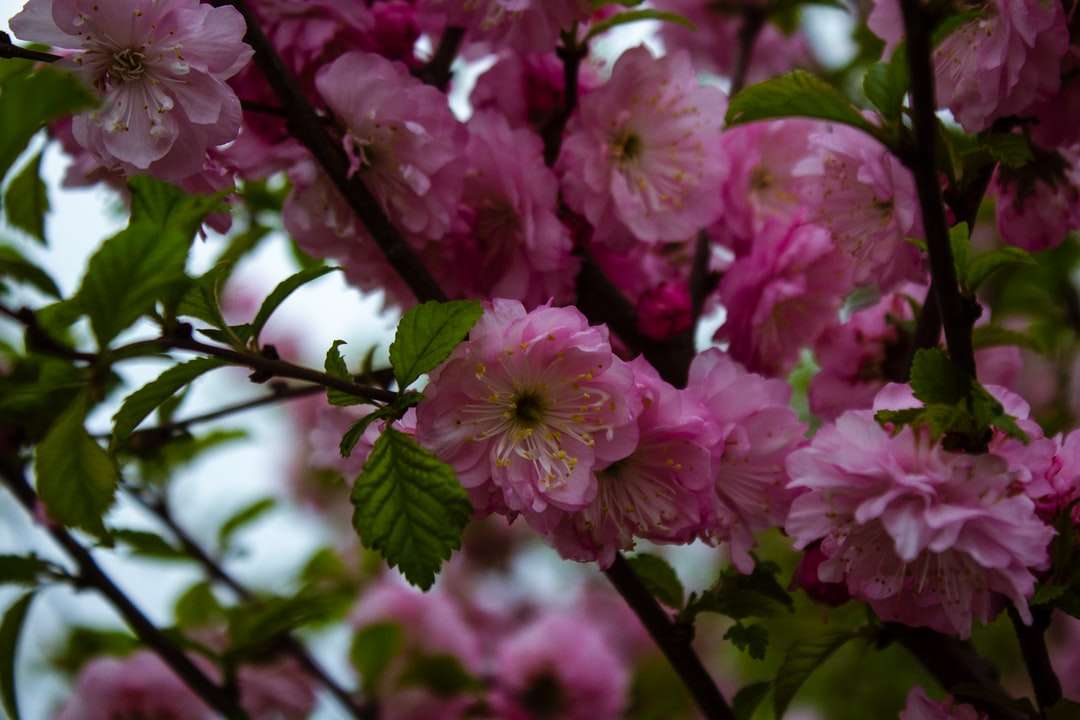 Roze bloemen in tilt shift lens legpuzzel online