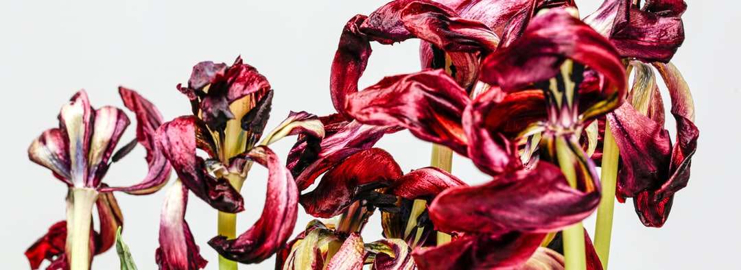 Petale de flori roșii și galbene puzzle online