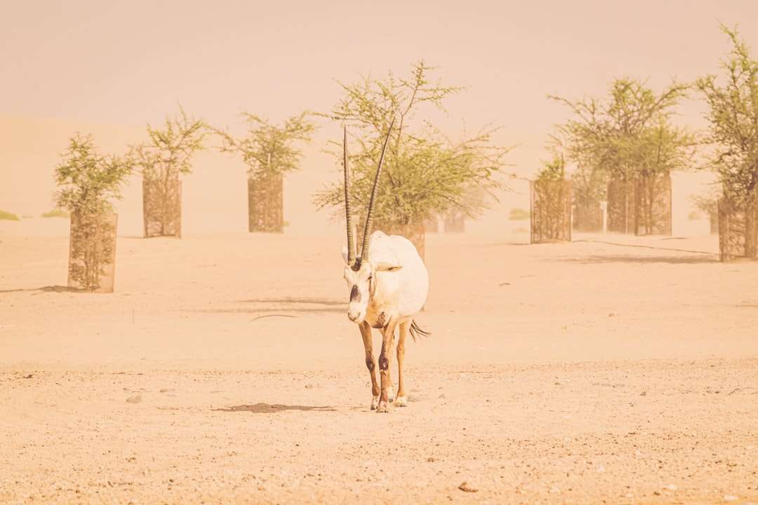Bílý a hnědý jelen na hnědém písku během dne skládačky online
