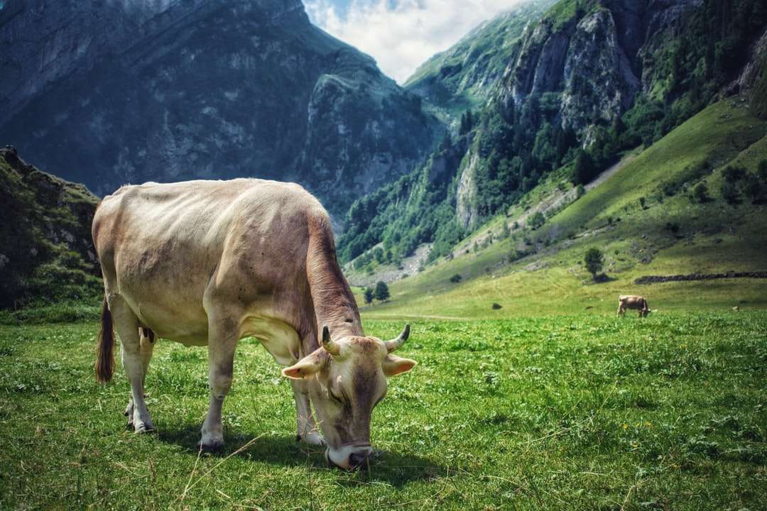Hnědá kráva na zelené louky během dne online puzzle