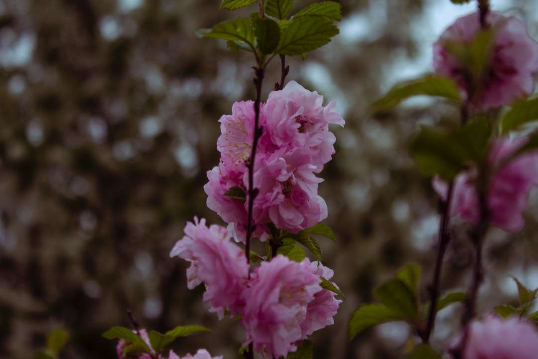 Ροζ λουλούδι σε φακό μετατόπισης κλίσης παζλ online