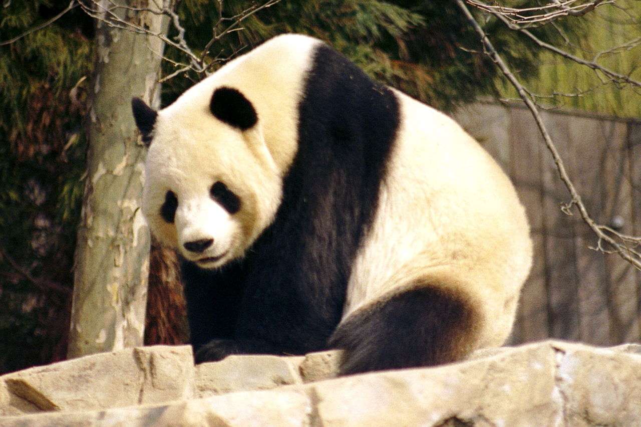 Гигантская панда онлайн-пазл