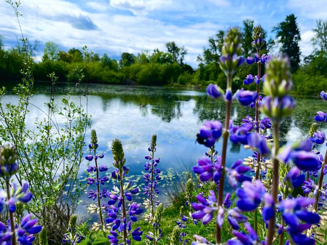 fialové květy na tělese vody během dne skládačky online