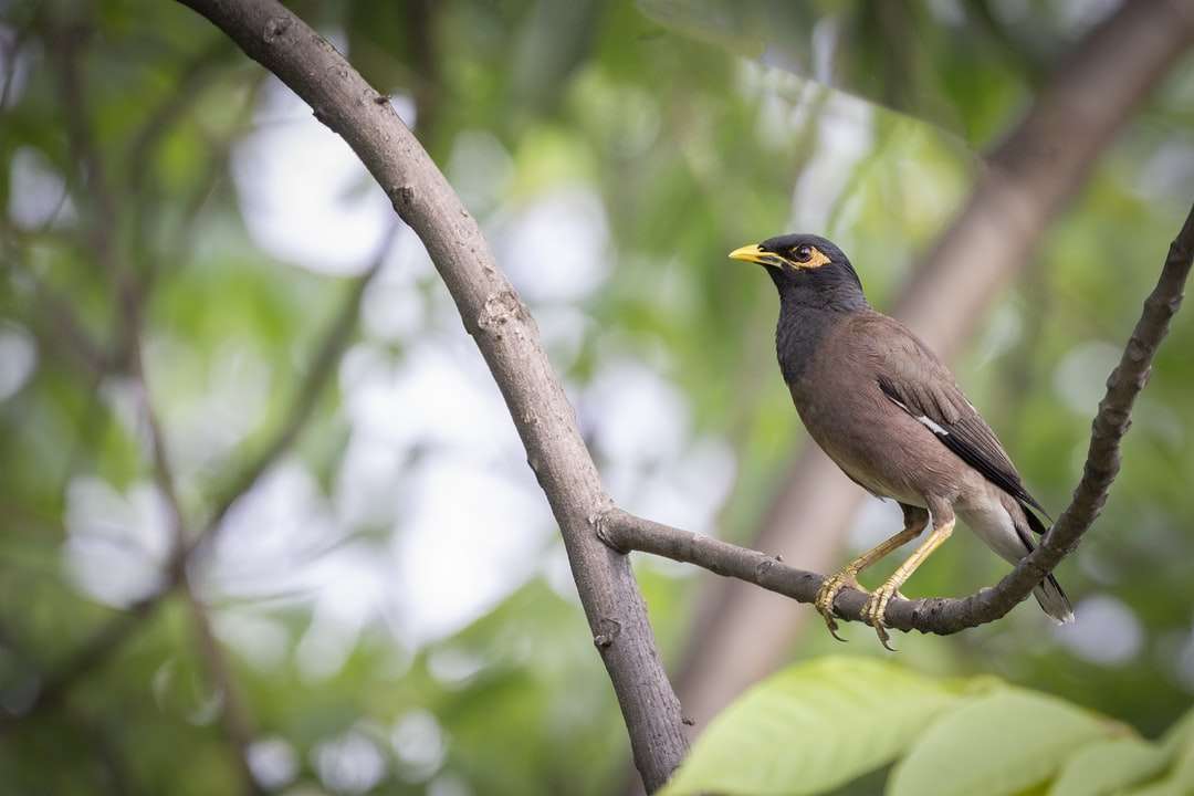 Καφέ πουλί στο κλαδί δέντρου κατά τη διάρκεια της ημέρας online παζλ