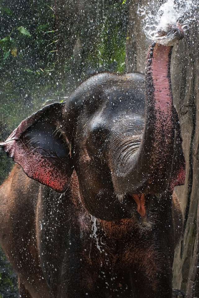 Διασκεδαστικό ελέφαντα παζλ online