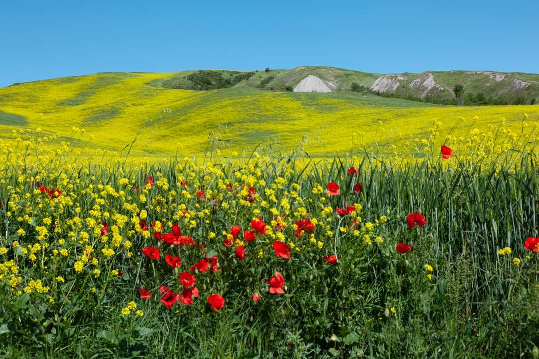 rood en geel bloem veld overdag online puzzel