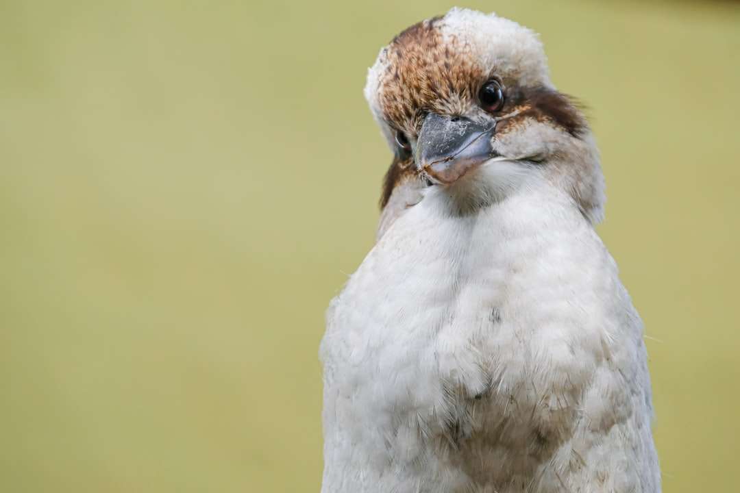 Λευκό και καφέ φτερωτό πουλί online παζλ