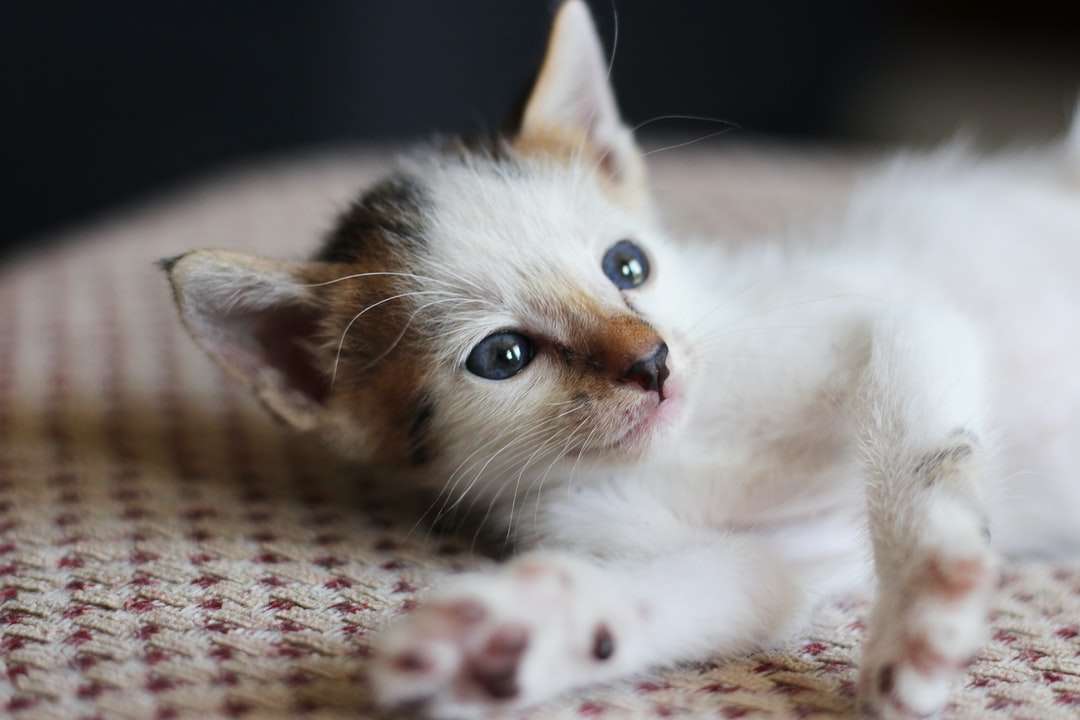 Λευκή και καφέ γάτα που βρίσκεται σε καφέ κλωστοϋφαντουργίας παζλ online
