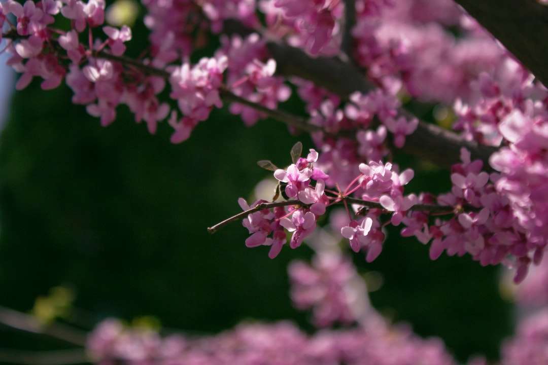 チルトシフトレンズのピンクの花 ジグソーパズルオンライン