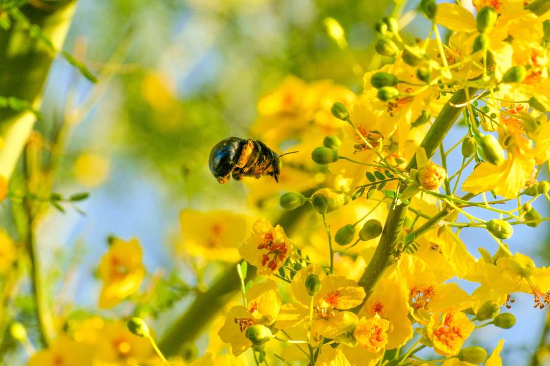 Žlutá a černá včela na žlutý květ skládačky online