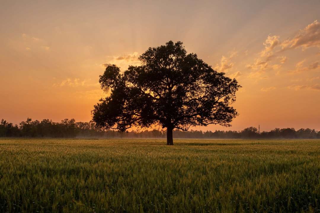 Zöld fa zöld fű mezőben naplementekor kirakós online