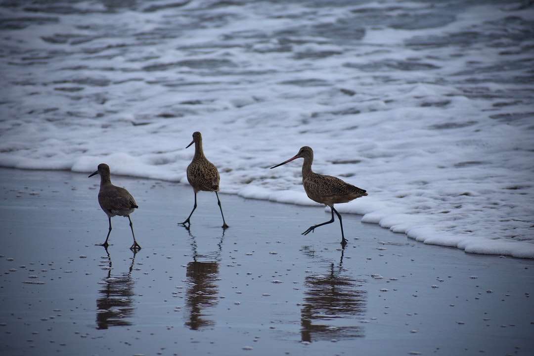 Стадо птици на вода през деня онлайн пъзел