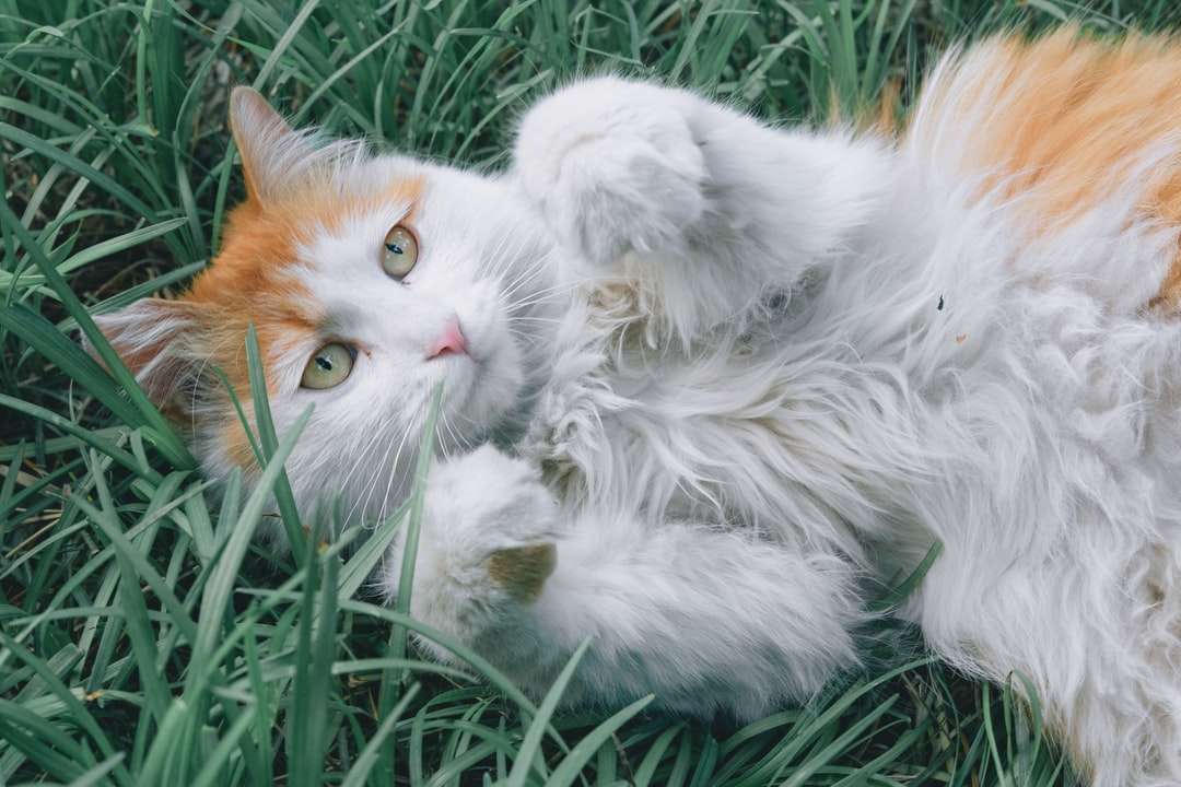 Weiße und orange Katze, die auf grünem Gras liegt Puzzlespiel online