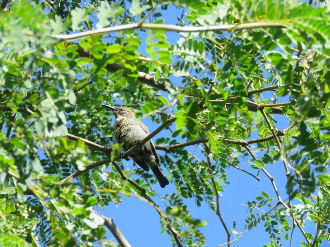 Καφέ πουλί στο κλαδί δέντρου κατά τη διάρκεια της ημέρας online παζλ