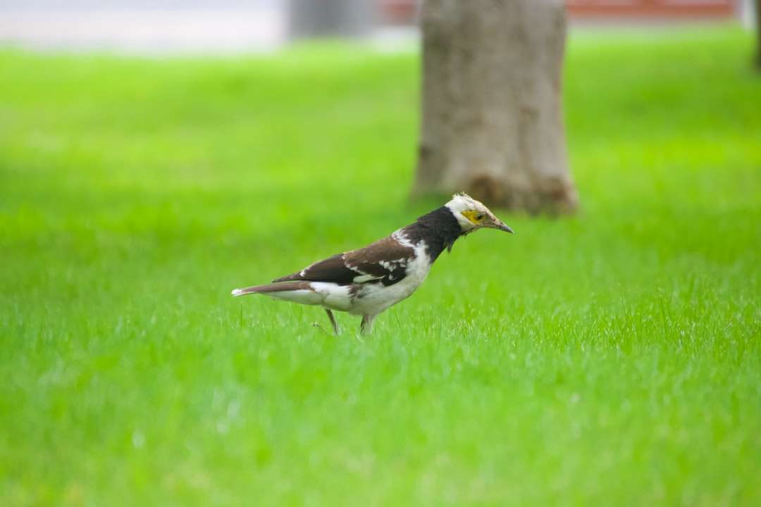 Pájaro blanco y negro en tronco de árbol marrón durante el día rompecabezas en línea