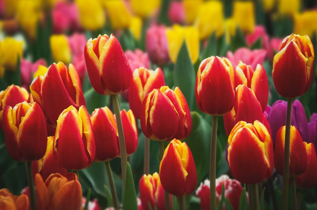 червоні тюльпани в цвіту в денний час онлайн пазл