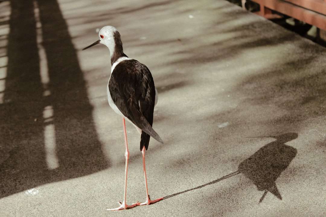 черно-белая птица на сером бетонном полу онлайн-пазл