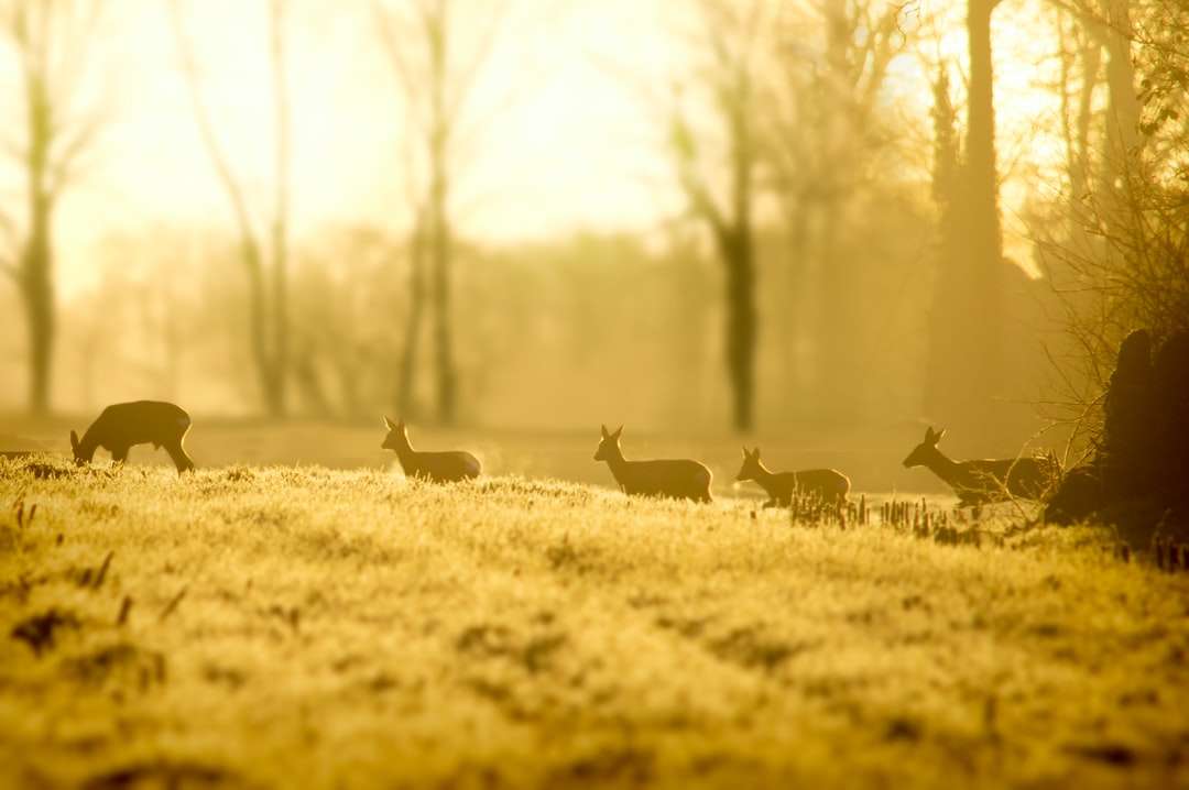 Stádo jelena na travnaté hřiště během dne skládačky online