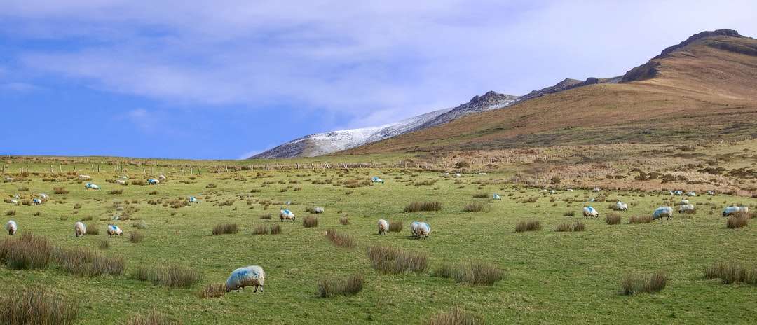 Λευκά πρόβατα σε πράσινο γρασίδι κοντά στο βουνό παζλ online