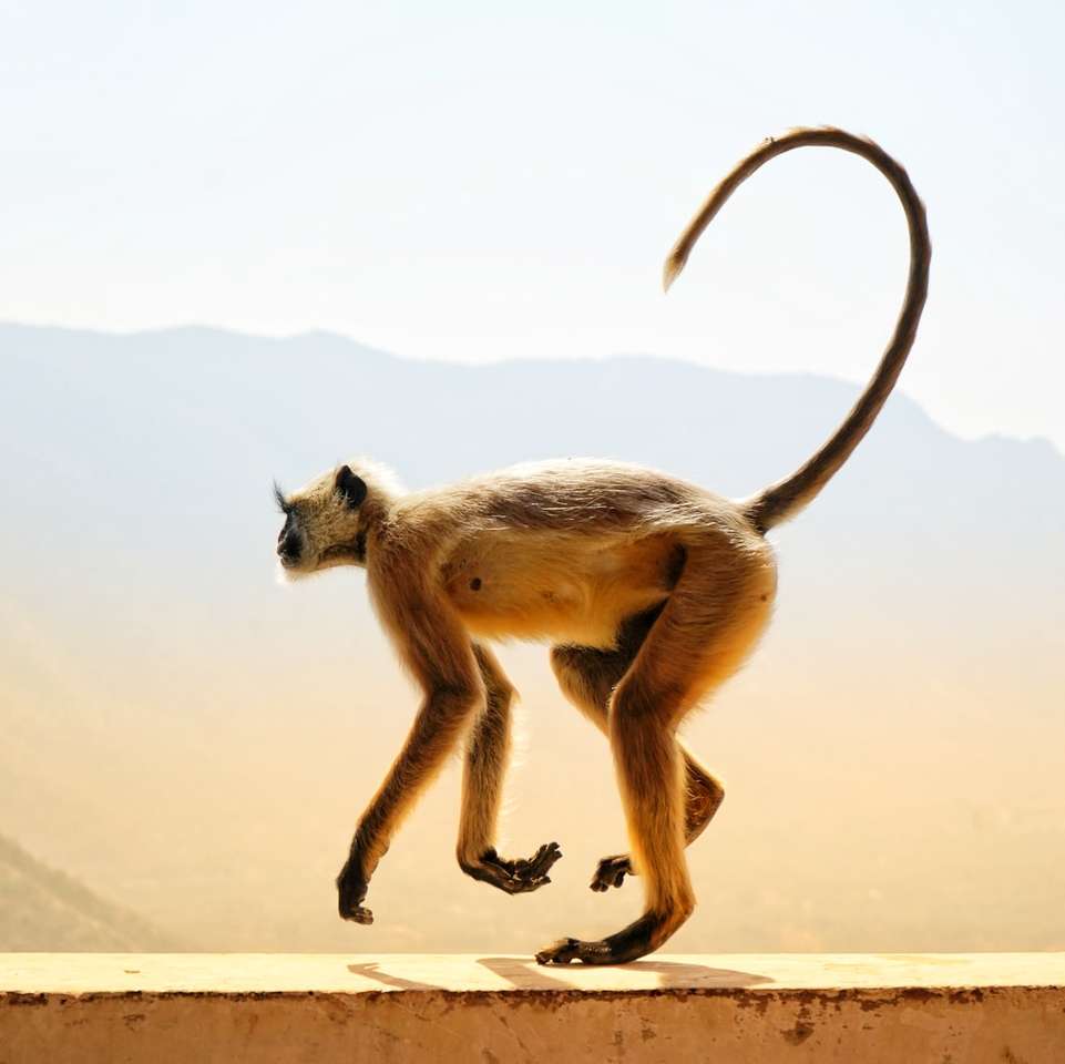 Brauner Affe auf braunem hölzernem Stock während der Tageszeit Online-Puzzle
