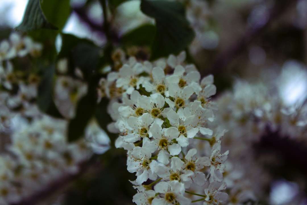 белые цветы в объективе с тилт-сдвигом онлайн-пазл