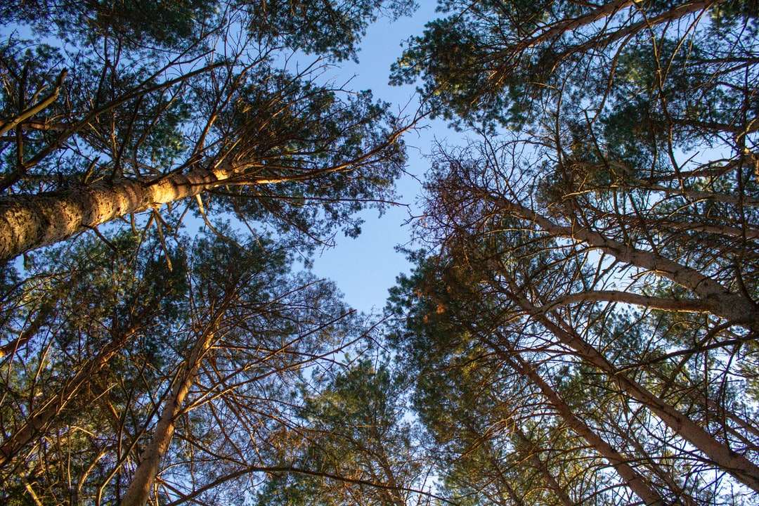 Bruine boom onder blauwe hemel overdag legpuzzel online