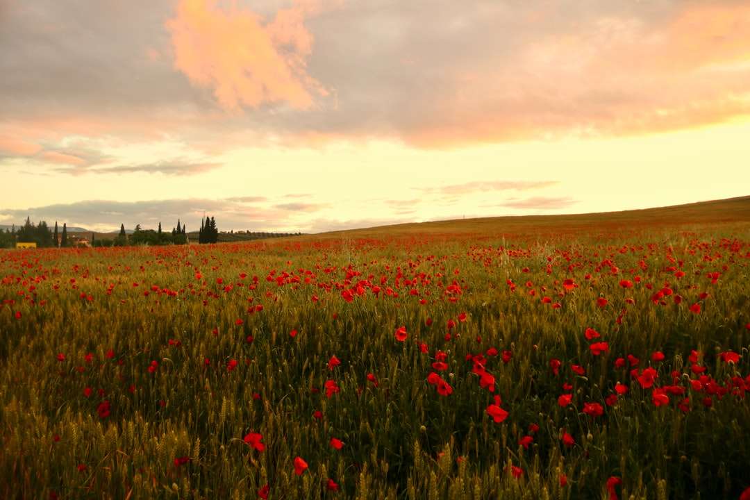champ de fleurs rouges pendant le coucher du soleil puzzle en ligne