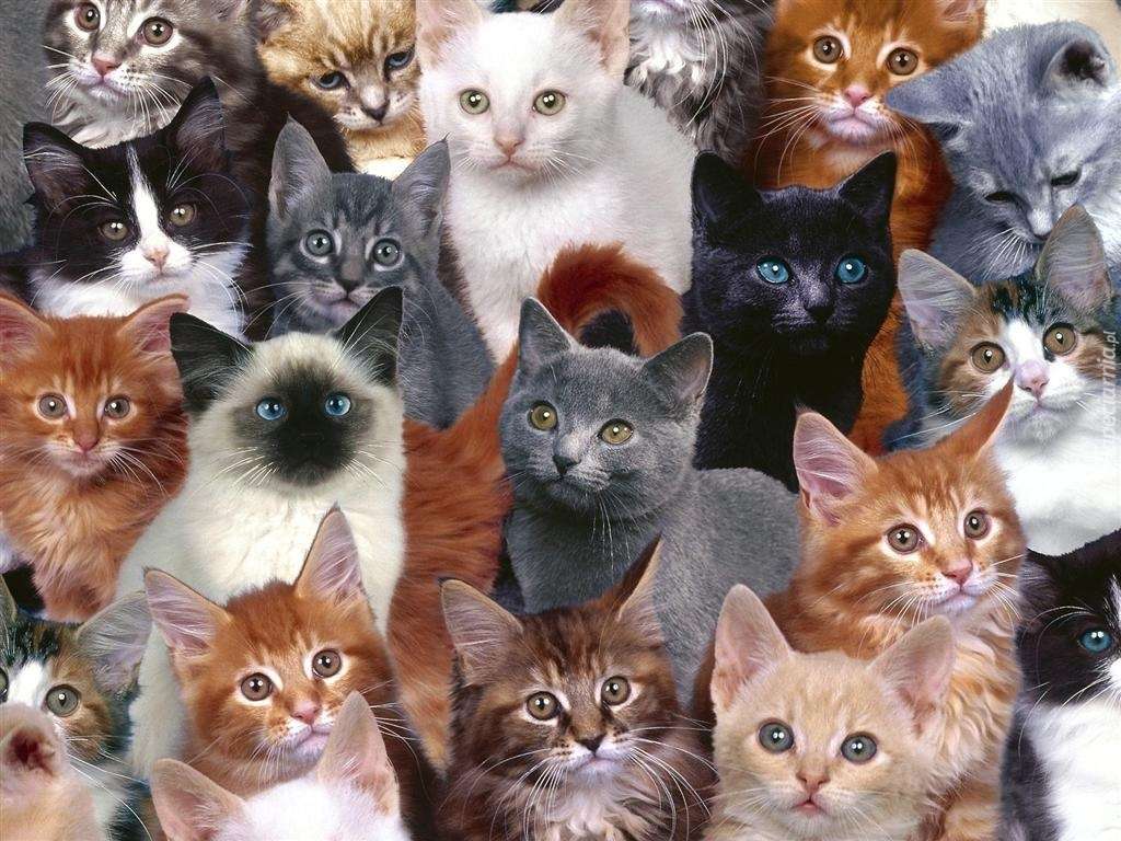 Diferite rase de pisica puzzle online