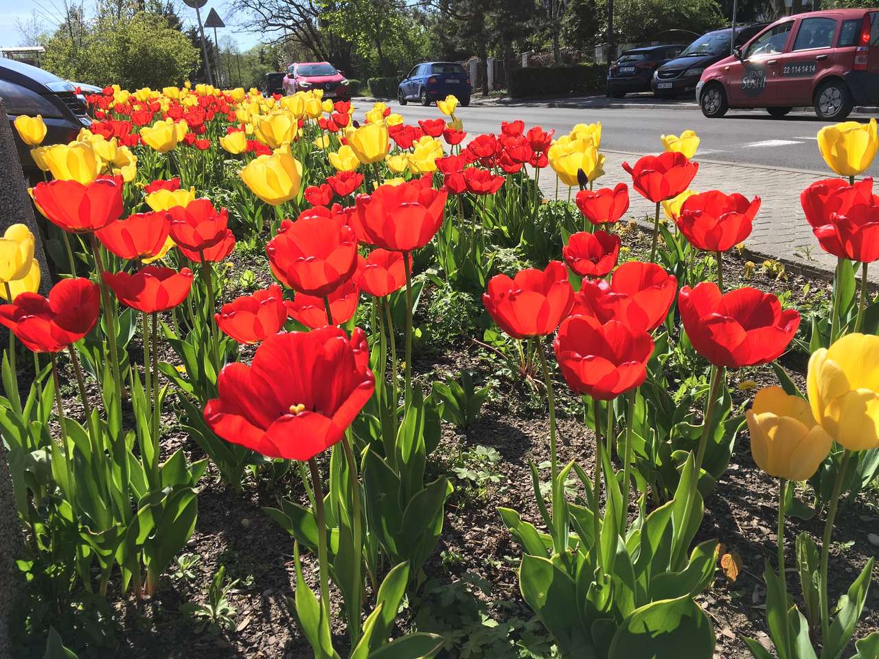 Primavera nella città dei tulipani puzzle online