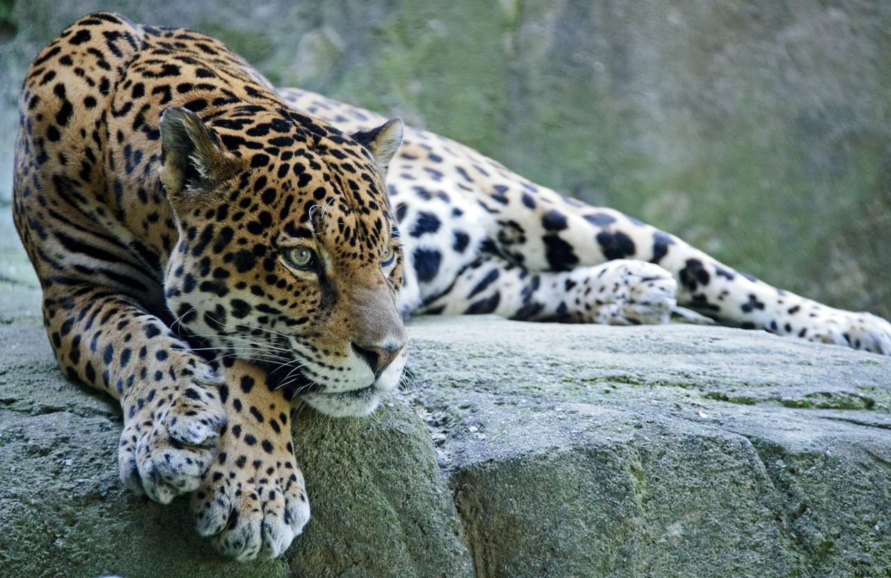 leopardice skládačky online