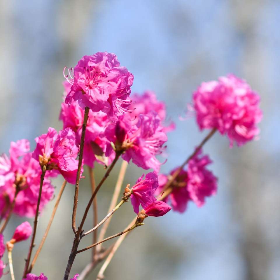 Flores cor-de-rosa na haste marrom quebra-cabeças online