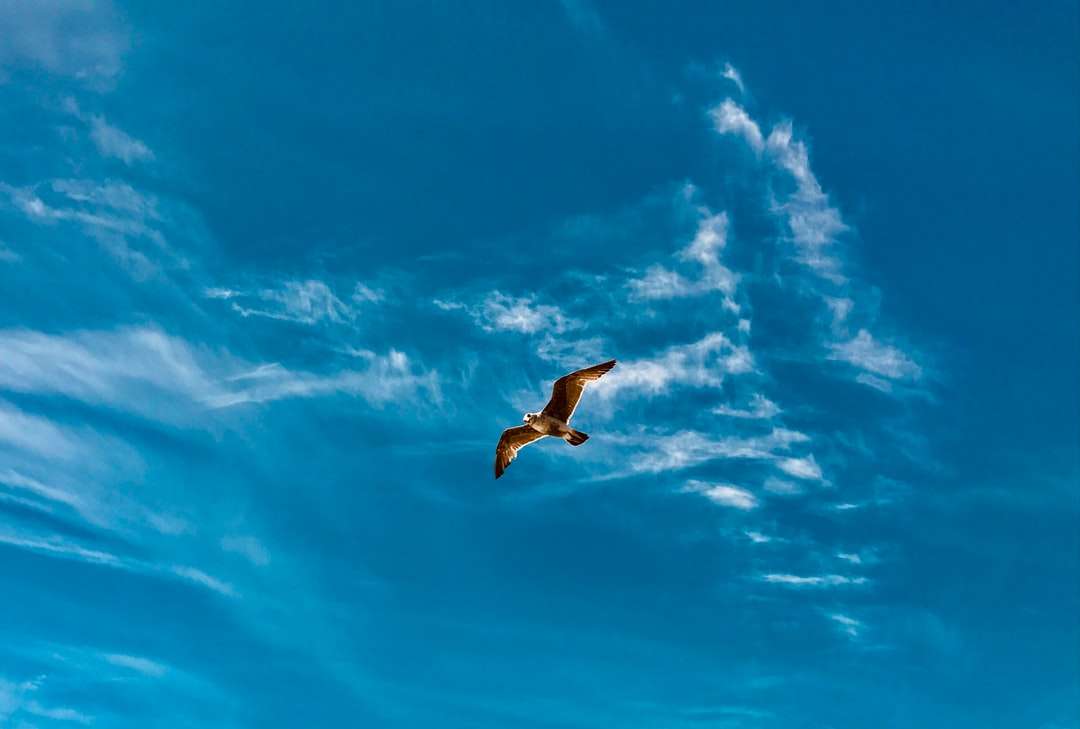 Witte vogel die overdag onder blauwe hemel vliegt legpuzzel online