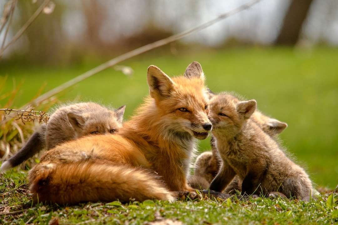 Oranje vos die overdag op groen gras ligt legpuzzel online