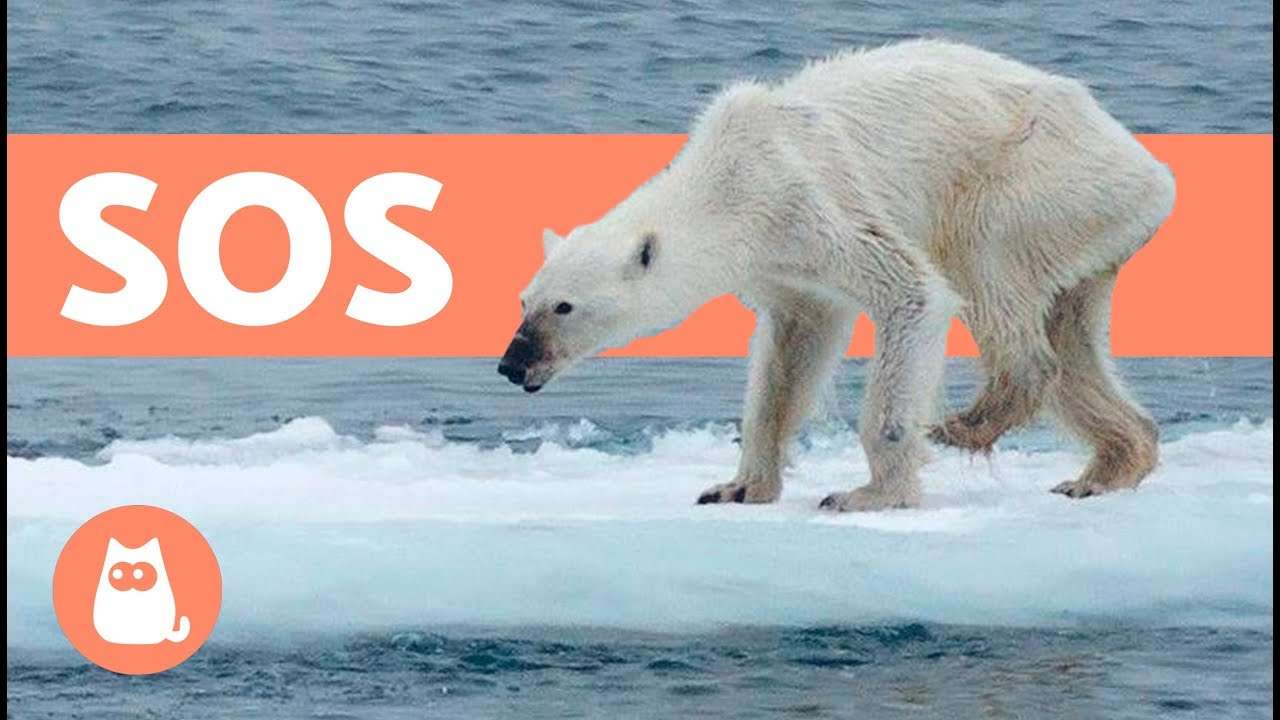 Salvemos A Los Osos Polares! Consente di salvare gli orsi polari puzzle online
