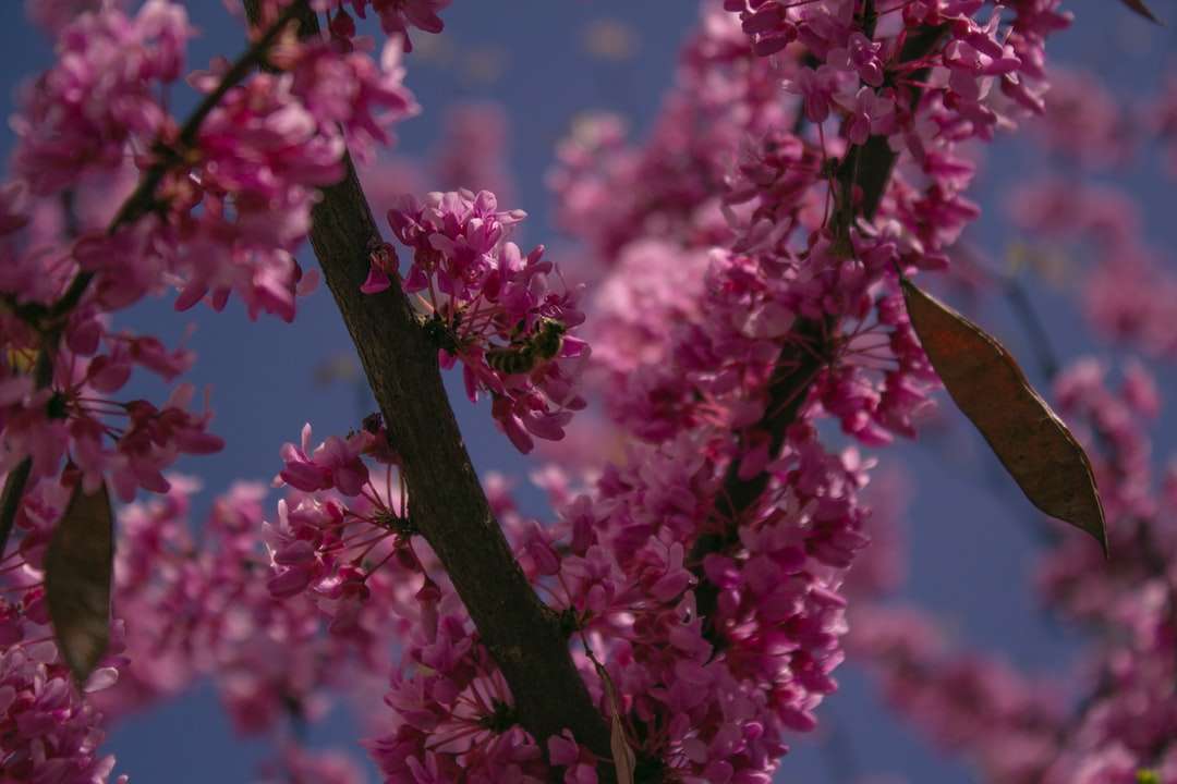 Rózsaszín virágok zöld levelekkel online puzzle