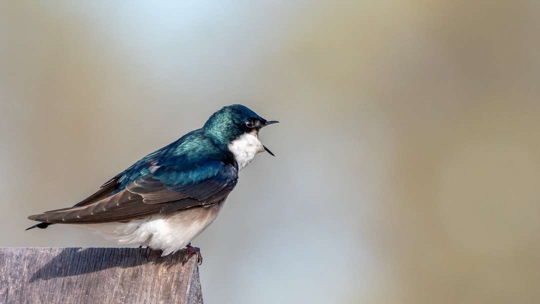 Modré a bílé pták na hnědé větve stromu skládačky online
