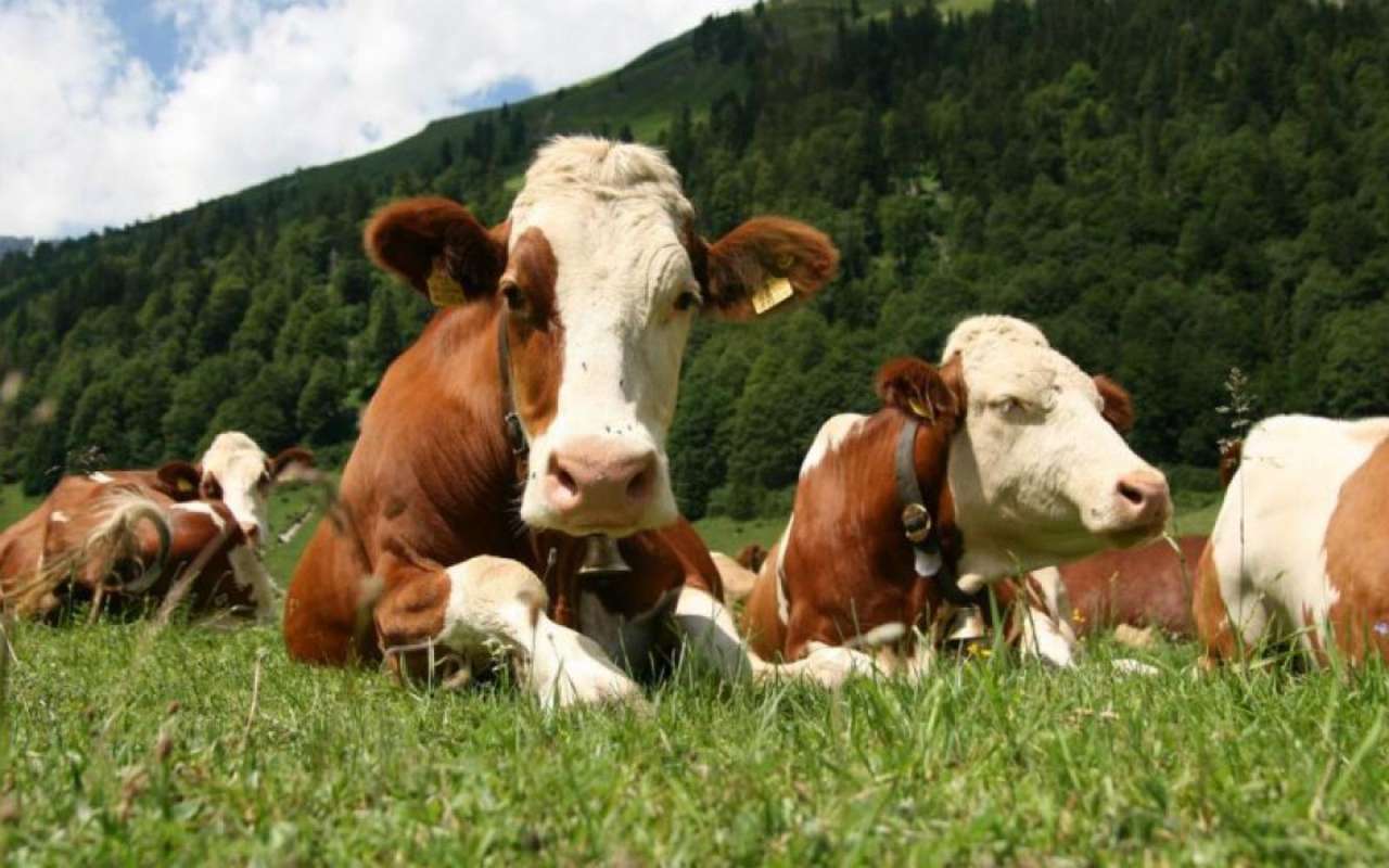 Корови на лузі пазл онлайн