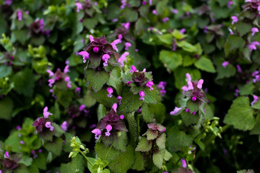 Flores púrpuras con hojas verdes. rompecabezas en línea