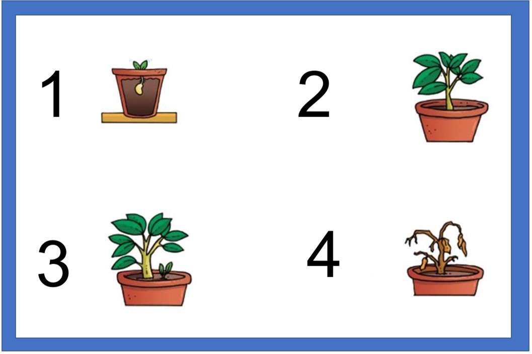 Ciclo di vita delle piante puzzle online