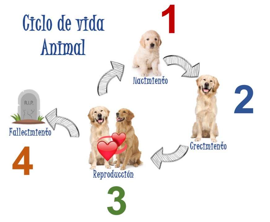 Ciclo de vida animal puzzle online