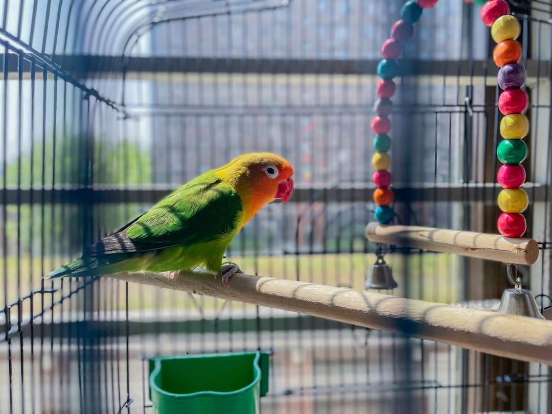 зелено-желтая и красная птица в клетке пазл онлайн