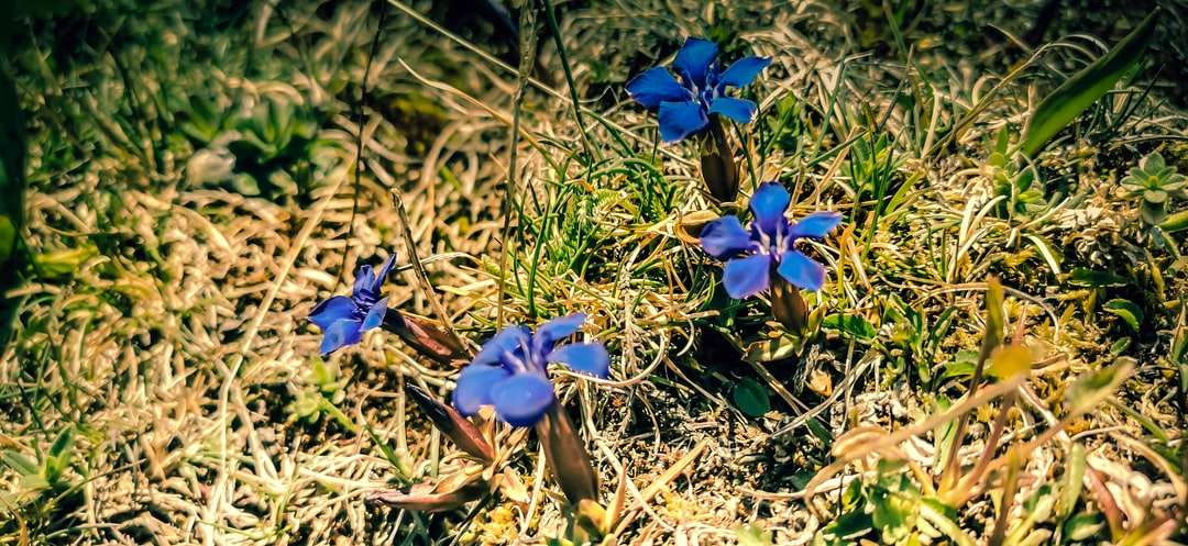 Μπλε λουλούδια σε καφέ χώμα online παζλ