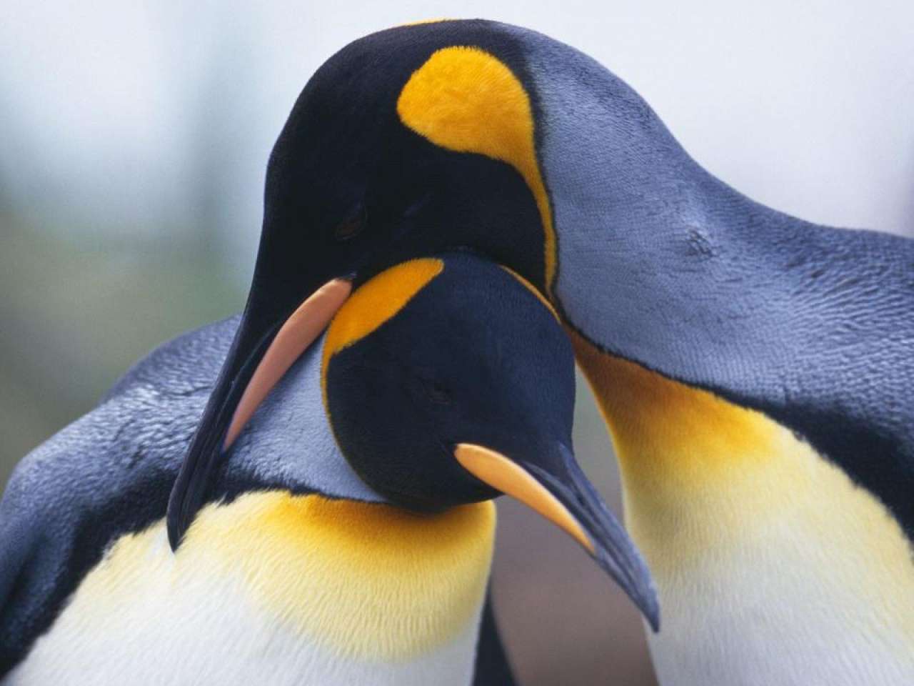 Два пінгвіна пазл онлайн