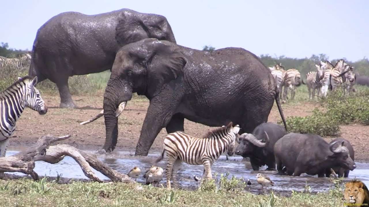 Слони, зебри пазл онлайн
