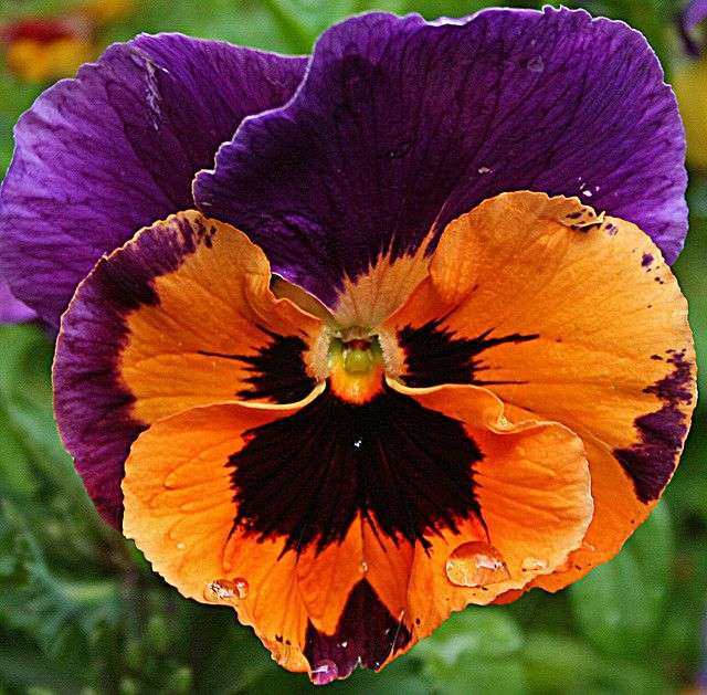 Pansy ... puzzle online