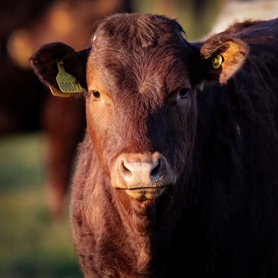 Bruine koe in groen grasveld overdag online puzzel