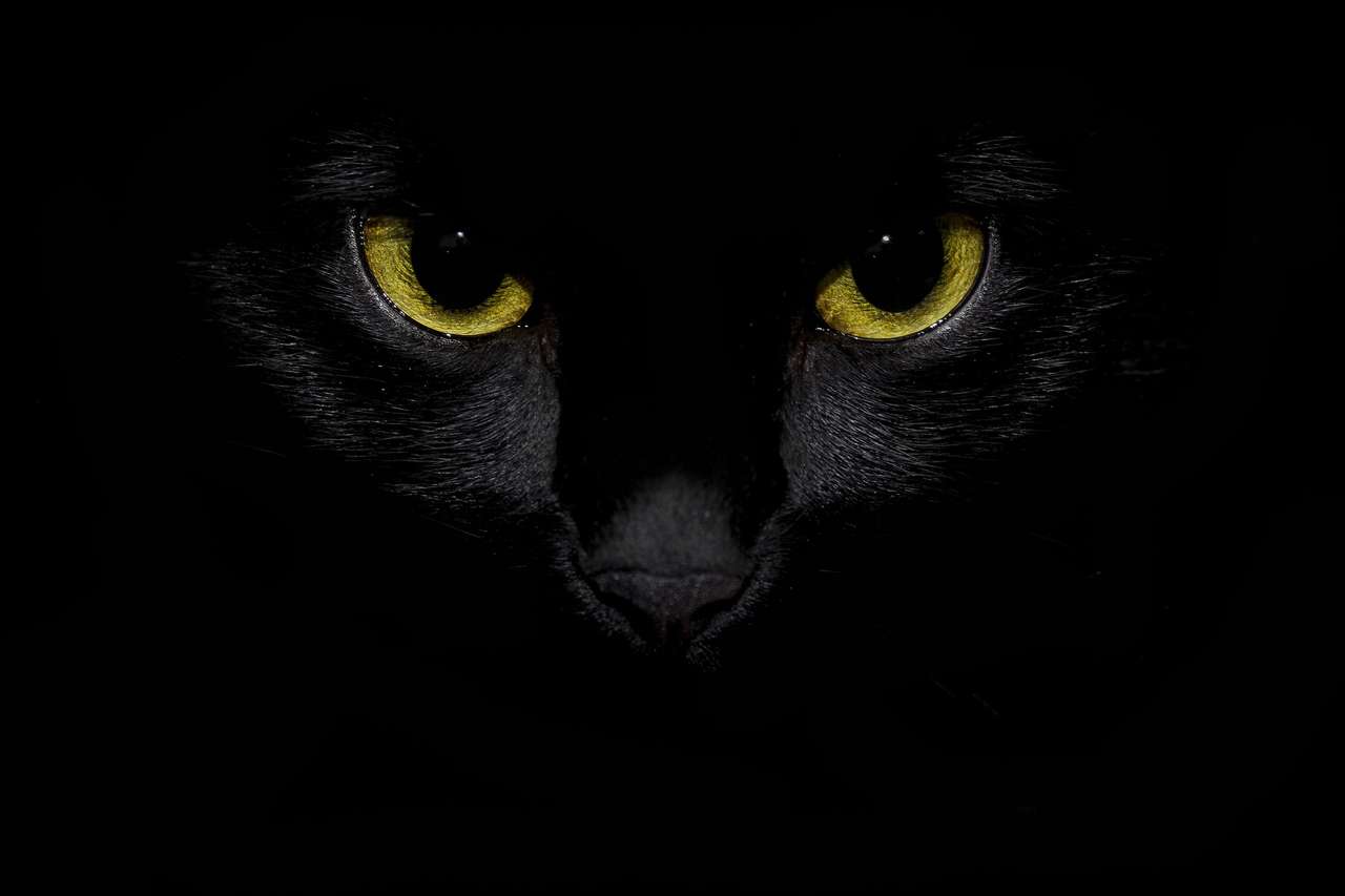 黒子猫 オンラインパズル