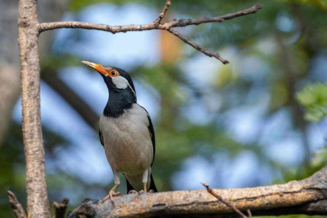 Svartvit fågel på brun trädgren under dagtid pussel på nätet