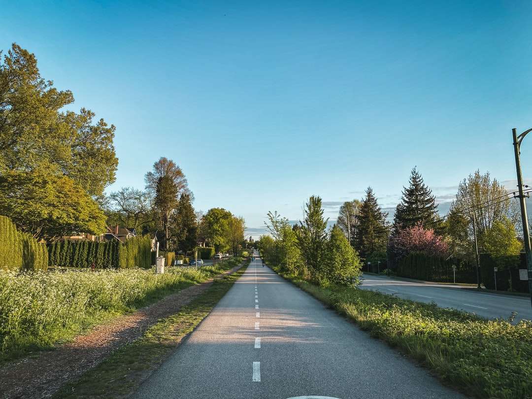 Šedá betonová cesta mezi zelenými stromy pod modrou oblohou skládačky online